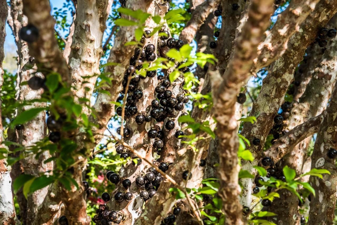 Sitio Araxa - 82 Anos De Historia - Suite Confortavel Em Meio A Floresta Paty do Alferes Luaran gambar